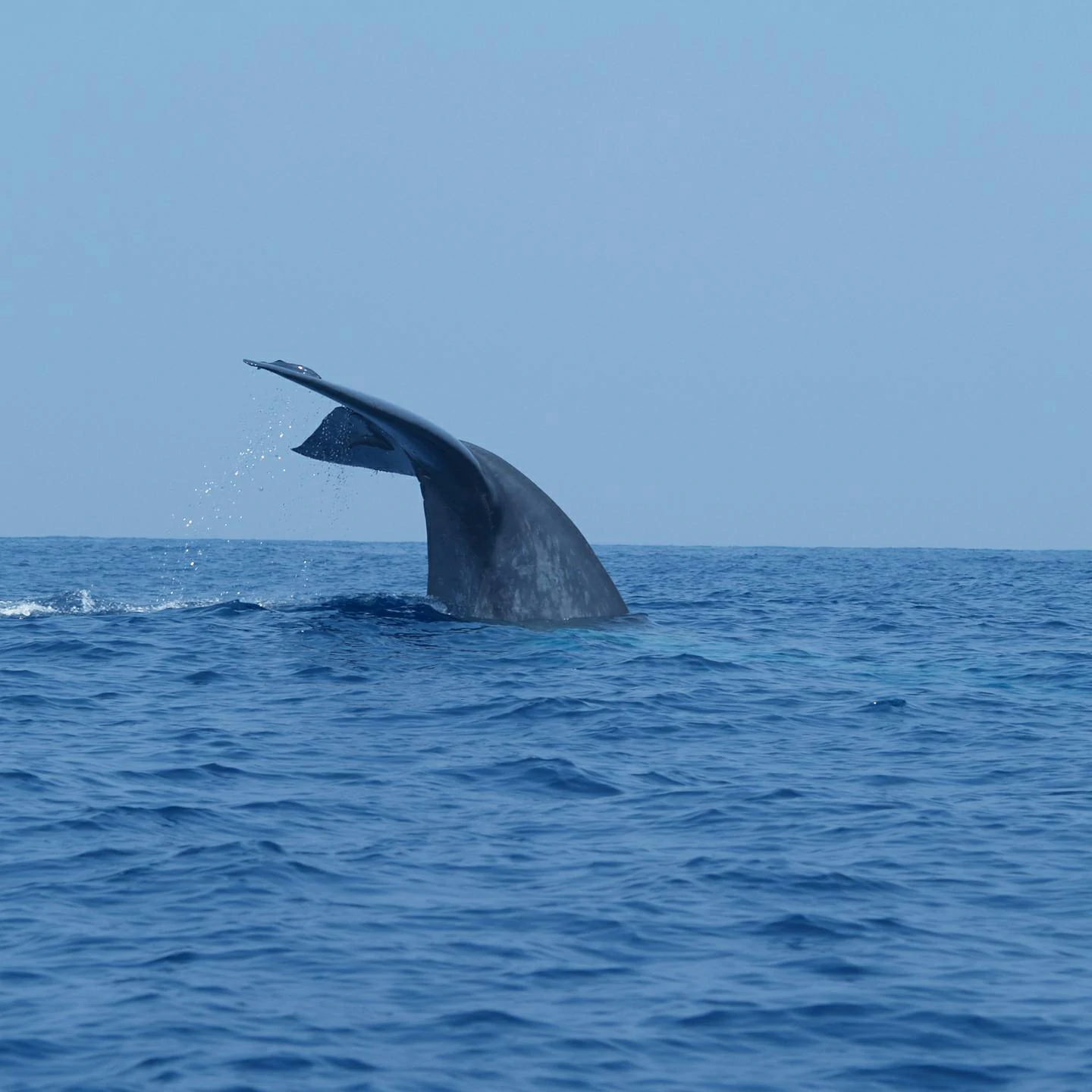 Observation des Baleines Mirissa Sri Lanka - Tours vie marine